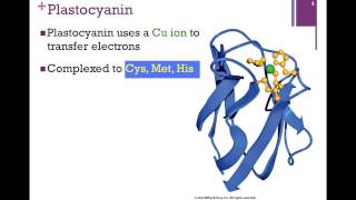 115Cytochrome b6f amp Photosystem I [upl. by Ahsas]