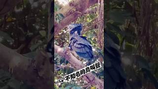 不知名的鳥叫聲😆 [upl. by Leupold]