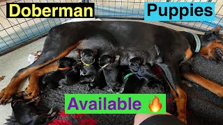 Doberman puppies available for sale in Hyderabad 6300558097 [upl. by Downall450]