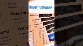 Gnathostomes 4Gnathostomes biology neet science [upl. by Odrareg786]