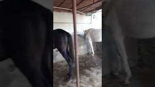 Wacheri horse horselover 1million ghoda nukraghoda wacheri animals horseriding shorts [upl. by Emrich]