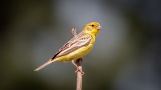 Típio Sicalis luteola [upl. by Dunson]