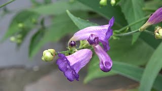 Strobilanthes rankanensis [upl. by Gunnar401]