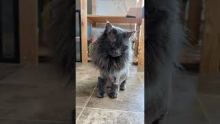 Jak cat home from the vet still a bit sedated cat cats animals domesticlonghair [upl. by Arak]