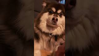 Not again Oh nevermind This is actually quite okay  finnishlapphund suomenlapinkoira [upl. by Akem]