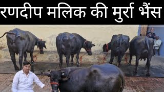 Randeep Malik Dairy Farm jind haryanaRandeep malik  randeep Malik murrah buffalo for sale [upl. by Hamilah24]