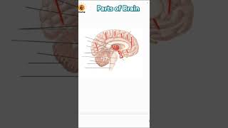 Major parts of brain forebrain midbrain hindbrain cerebrum neetug neetexam neet [upl. by Akcimat36]