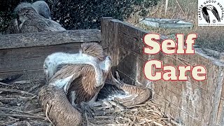 Adorable Griffon Vulture Nestling Grooming Its Fluffy Feathers [upl. by Werd]