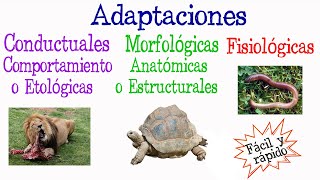 🐝¿Qué es Adaptación Tipos de Adaptación🐢 Fácil y Rápido  BIOLOGÍA [upl. by Susannah]