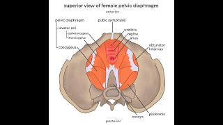 Anatomy of the Levator Ani muscles Puborectalis Pubococcygeus and iliococcygeus [upl. by Sheeree712]