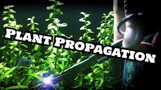 Bacopa Monnieri Plant propagation [upl. by Flodur]