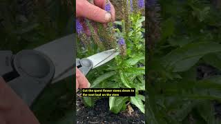 How to Deadhead Speedwell Plant shorts [upl. by Ys505]