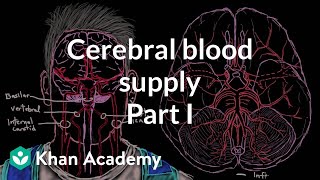 Cerebral blood supply Part 1  Circulatory System and Disease  NCLEXRN  Khan Academy [upl. by Bradstreet525]