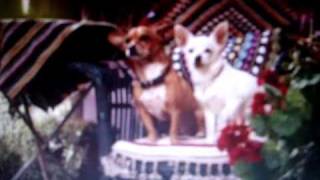 beverly hills chihuahua 2 family party [upl. by Janaya]