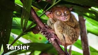 Tarsier Sounds [upl. by Sethrida]