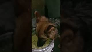 Royal canin Food germanshepherd dogbreed doglover pets puppy fullylongcoatgsd [upl. by Claudina]