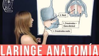 LARINGE ANATOMIA COMPLETA ¡Fácil Explicación  Mentes Médicas [upl. by Anitak]