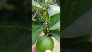 Agricultural Pest Scale Insects Saissetia coffeae 農業害蟲：咖啡硬介殼蟲 [upl. by Yousuf785]