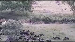 Mastina Española protegiendo al ganado de un jabalíGimena de Castilluelo [upl. by Durkin]