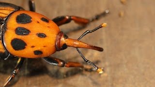 Rhynchophorus ferrugineus  Start of a breeding project [upl. by Fusco444]