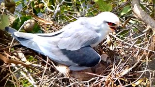 Blackshouldered kite Baby Birds watch mice waiting to be torn to eatEp12 [upl. by Savil538]