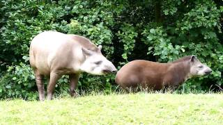 Gaiazoo  Braziliaanse tapir 2010 [upl. by Lleinad]