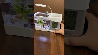 Mini Home Fish Tank 🤯 [upl. by Ariella]