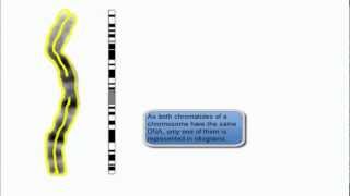 chromosome view in karyotype and idiogram [upl. by Damiano185]