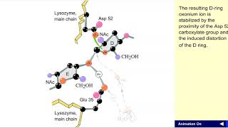 Lysozyme mechanism [upl. by Burny733]