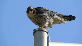 A Peregrine Falcon Calling The Best [upl. by Hands]