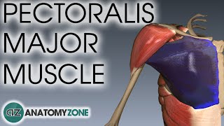 Pectoralis Major Muscle Anatomy  AnatomyZone [upl. by Odlo]