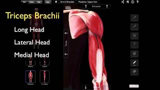 The Posterior Compartment Of The Arm [upl. by Larimer]