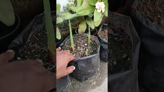 Gladiolus Bulb Update [upl. by Ttcos]