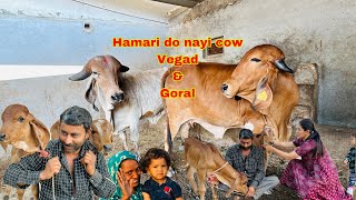 Do new family members aa gye hai ajj hamari new gaushala me gircow [upl. by Natsyrt]