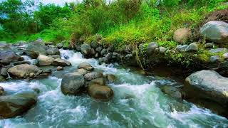 Forest River and Birdsong for StressFree Meditation Healing Sleep and Deep Relaxation [upl. by Feeley]