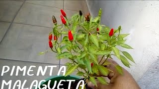 COMO PLANTAR PIMENTA MALAGUETA EM VASO [upl. by Onitnelav]