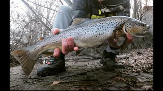 PESCA ALLA TROTA APERTURA 2023 TROTA FARIO da 60 cm a spinning  livrea spettacolare [upl. by Pape459]