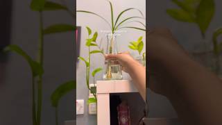 How to propagate Dracaena Marginata water propagation of dracaena marginatapropagation dracaena [upl. by Kutzer]