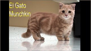 El Gato Munchkin  Razas de gatos [upl. by Kotz]