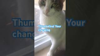 THUMBY YOUR CHANGING memes funny cat coco changing bronco dog viralvideo fyp humor skit [upl. by Alfy]