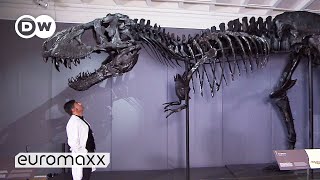 One Of The BestPreserved TRex Skeletons In The World  Moving 66 million year old quotTristan Ottoquot [upl. by Gnes631]