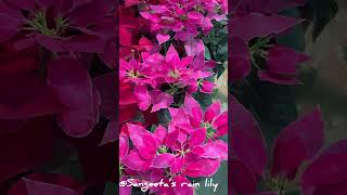 Poinsettia plant Beautiful winter plant [upl. by Aztilem]