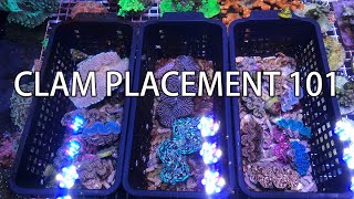 Tridacna Clam placement 101 [upl. by Samot]