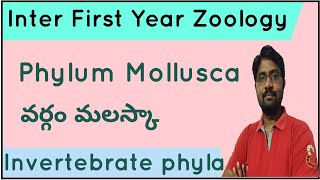 Phylum Mollusca  వర్గం మలస్కా  Inter First Year Zoology [upl. by Meeks470]