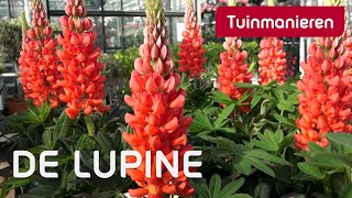 De waanzinnige Lupine  Tuinmanieren [upl. by Candi]