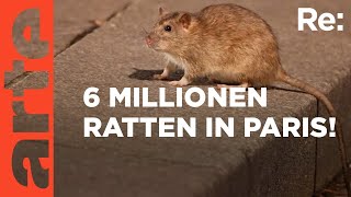 Ratten in Paris  gefährliche Plage  ARTE Re Reupload [upl. by Qifahs]