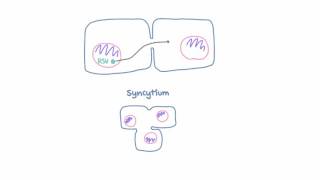 Respiratory Syncytial Virus RSV  Pathophysiology [upl. by Enilarac]