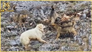 Maremmano Abruzzese  The Italian Wolf Crusher dog [upl. by Quita725]