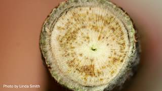 Verticillium wilt in cotton [upl. by Ycrad513]