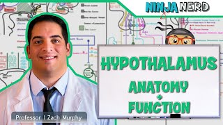 Neurology  Hypothalamus Anatomy amp Function [upl. by Joseph728]